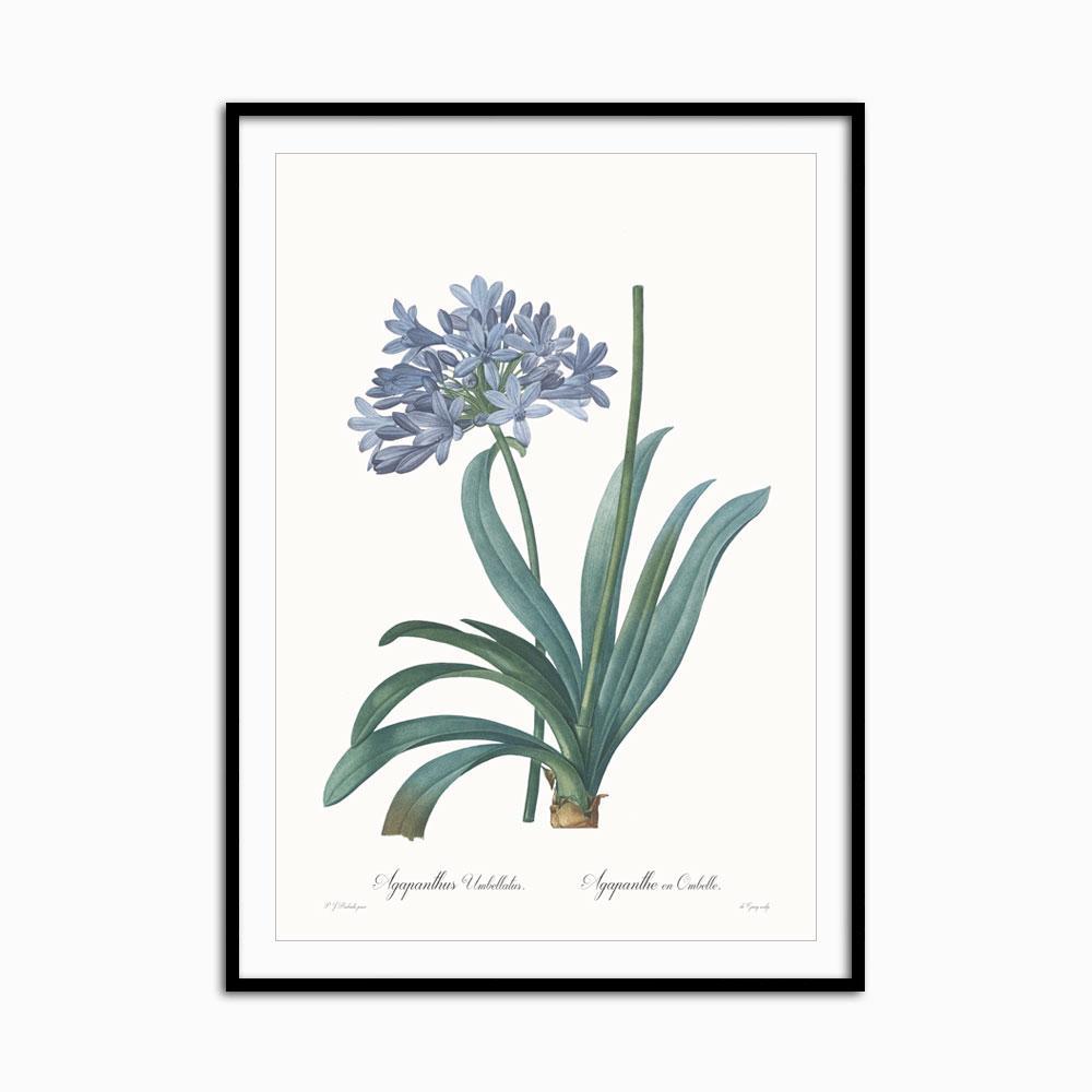 Agapanthus umbellatus - Home Artisan