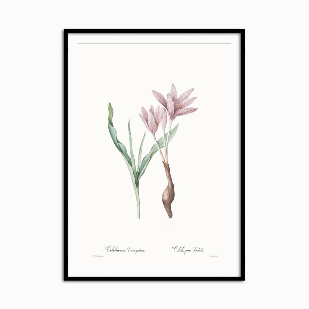 Colchicum variegatum - Home Artisan