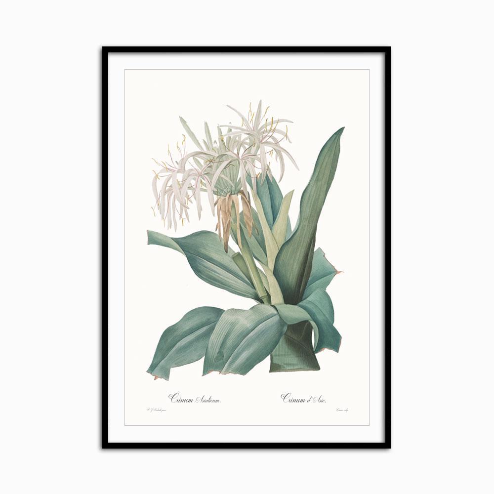 Crinum asiaticum - Home Artisan