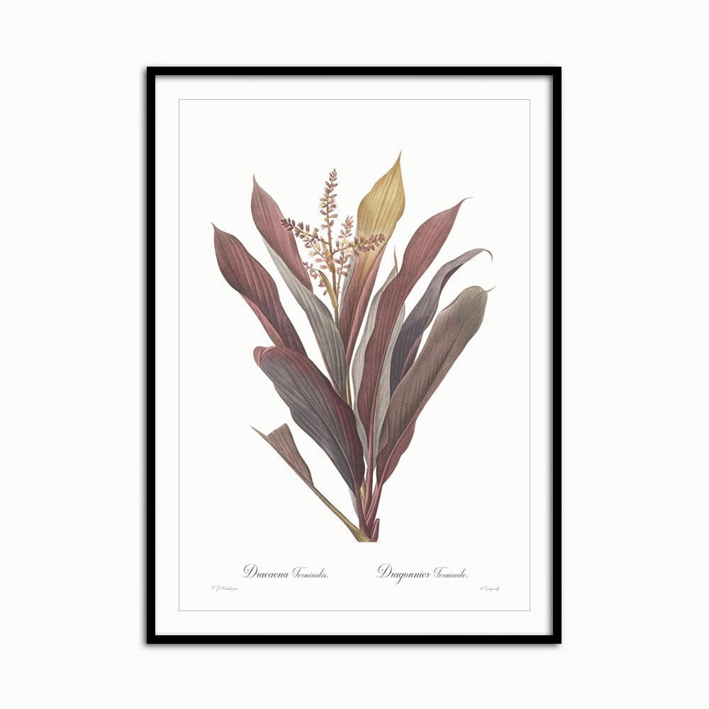 Dracaena terminalis - Home Artisan