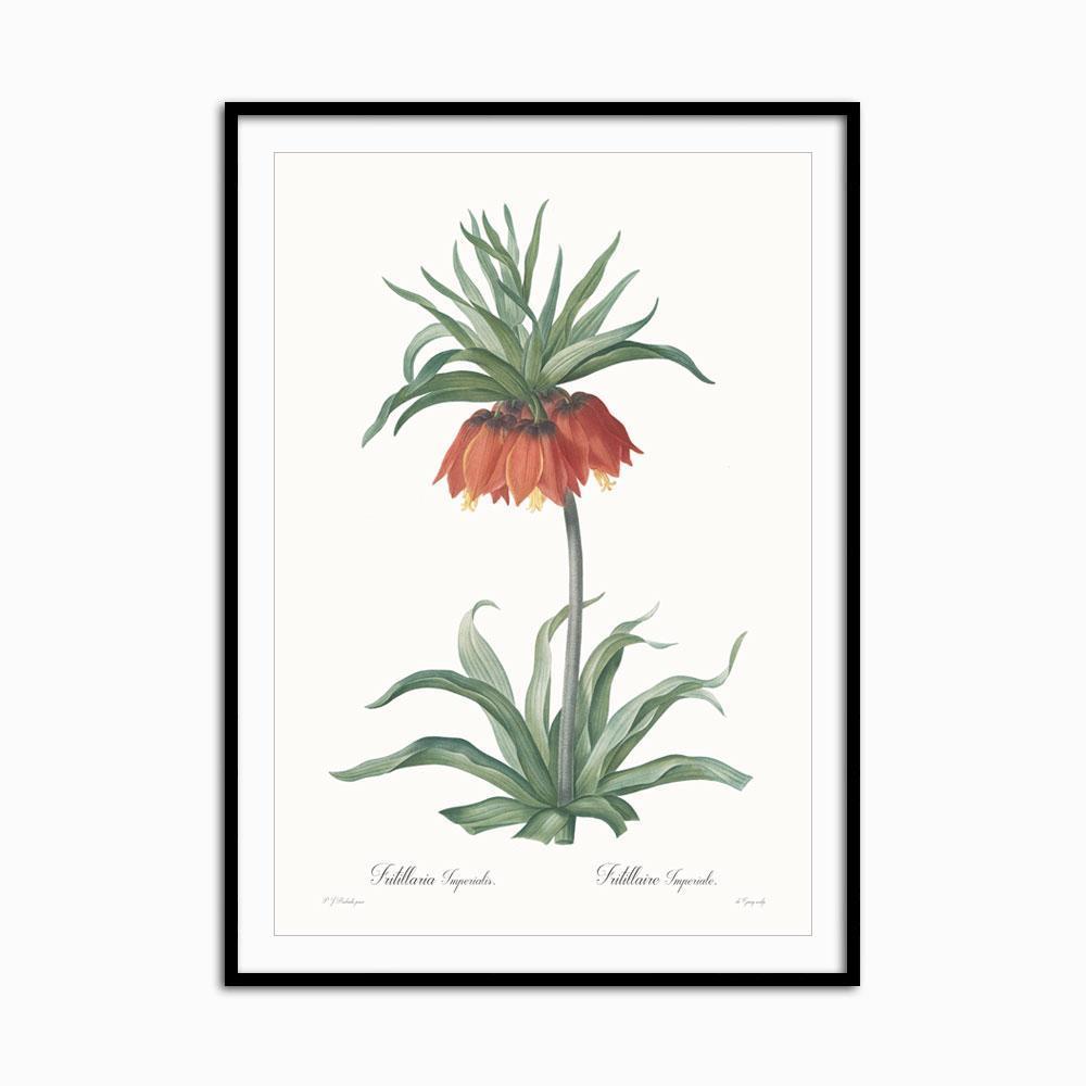 Fritillaria imperialis - Home Artisan