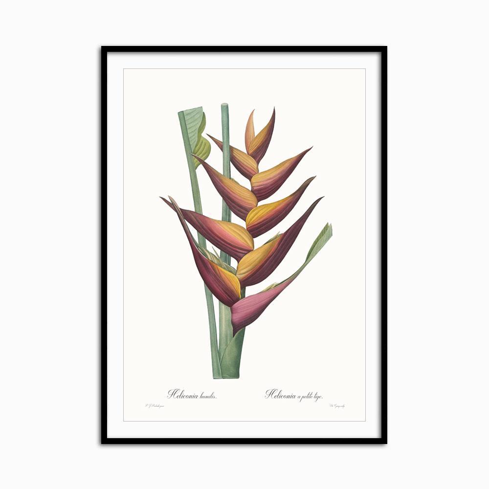 Heliconia humilis - Home Artisan